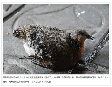 斑鳩死前的徵兆|不只是「笨笨的死法」 鳥類撞電線大有玄機 